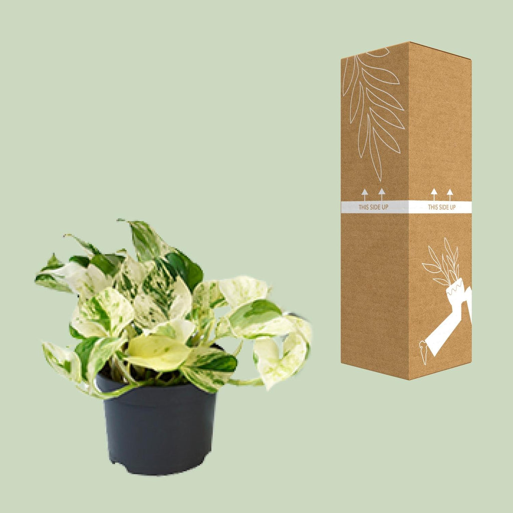 Detailfoto van Aanbieding - Epipremnum Happy Leaf - Scindapsus