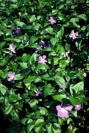 Vinca major