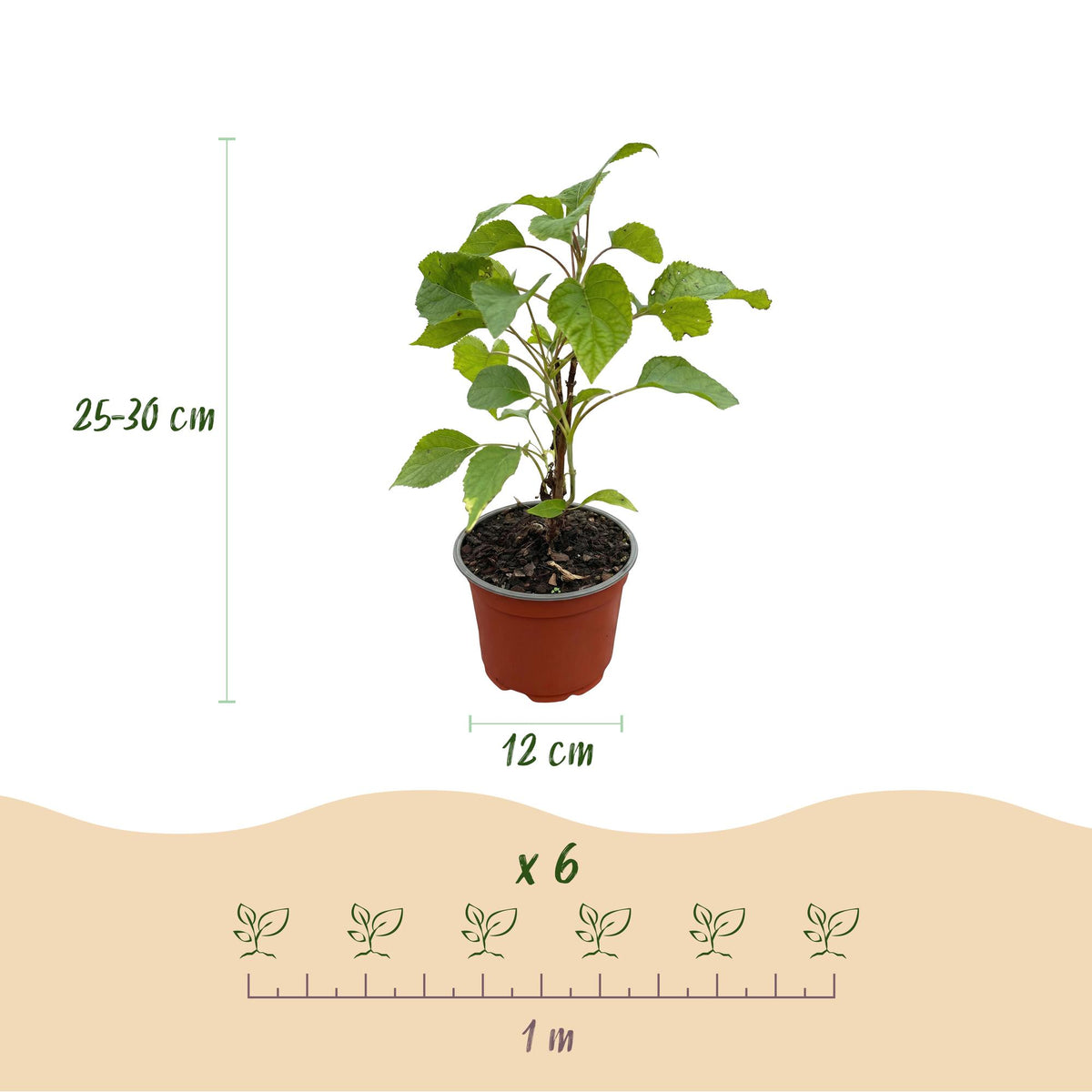 Hortensia Annabelle, heester met grote witte bloembollen, groene bladeren
