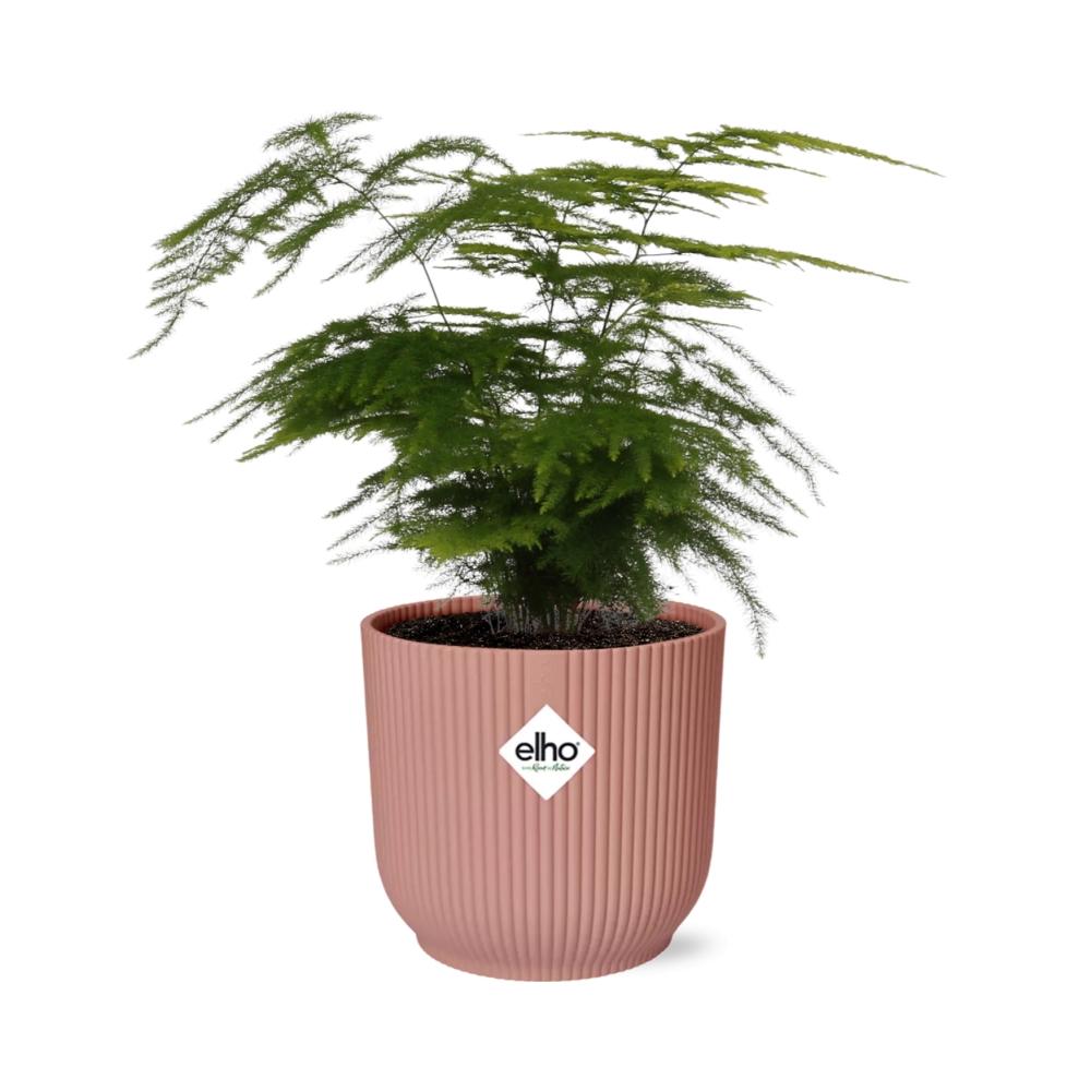 Detailfoto van Asparagus Setaceus ‘Plumosus’ in ELHO Vibes Fold 14cm roze