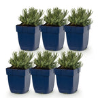 Lavendel Lavandula Dwarf Blue paars
