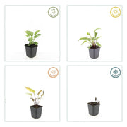 Echinacea p. &