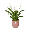 Productfoto van Spathiphyllum Torelli in ELHO Vibes Fold roze