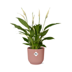Productfoto van Spathiphyllum Torelli in ELHO Vibes Fold roze