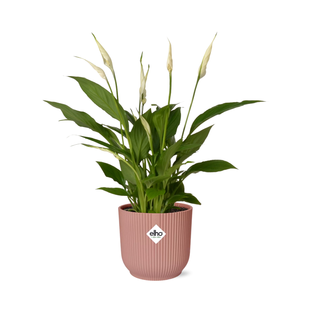 Productfoto van Spathiphyllum Torelli in ELHO Vibes Fold roze