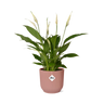 Spathiphyllum Torelli in ELHO Vibes Fold roze