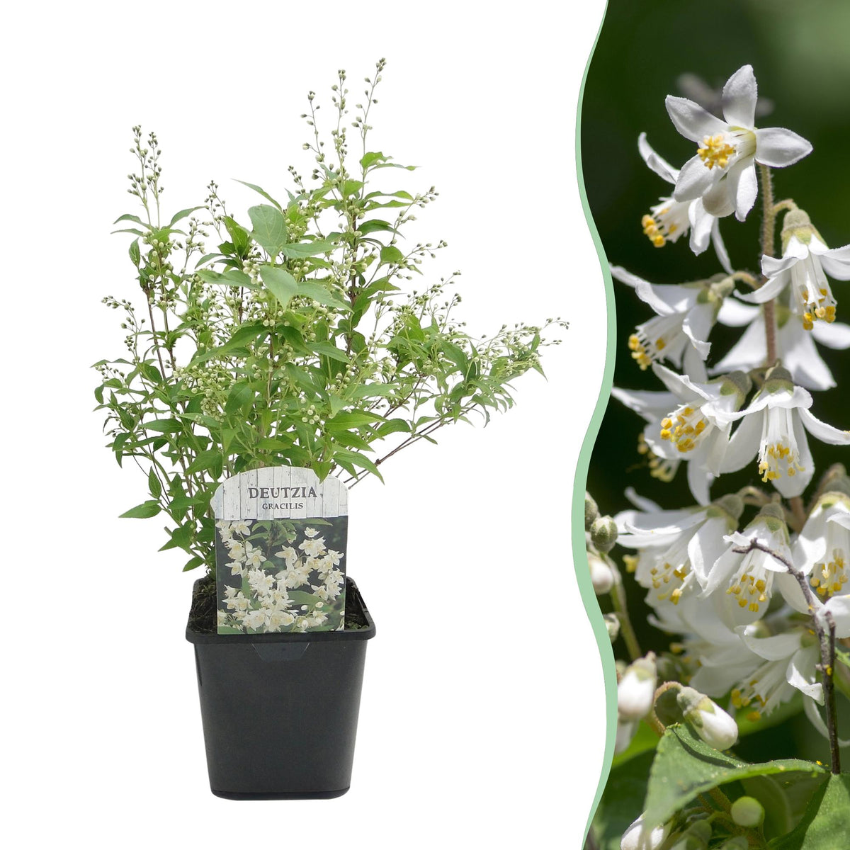Deutzia Gracilis, plant in pot