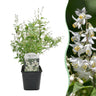 Deutzia Gracilis