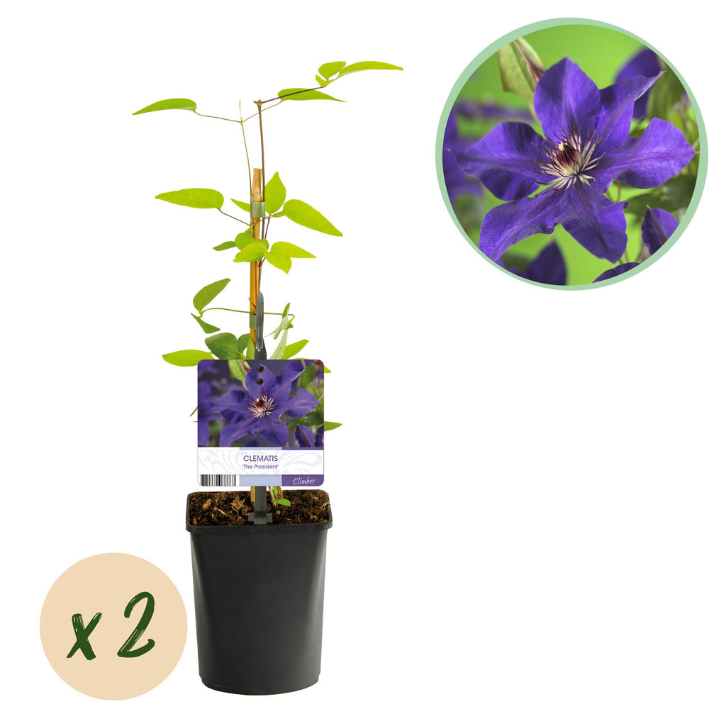 Productafbeelding van Pureplant