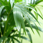 Howea Forsteriana, 70-75 cm hoog, plant in pot