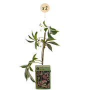 Parthenocissus henryana - Chinese wingerd - set van 2 - Ø9 cm