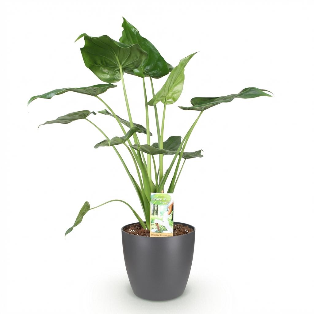 Alocasia Cucullata, groene bladeren