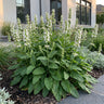 6x Stachys off. Alba - Ezeloor - Wit