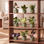 9x Baby Plants Surprise Box - Verrassingsbox kleine planten - Diversen - Tropisch - incl. Linnea Olive - Ø6cm - ↕5-15cm, groene bladeren