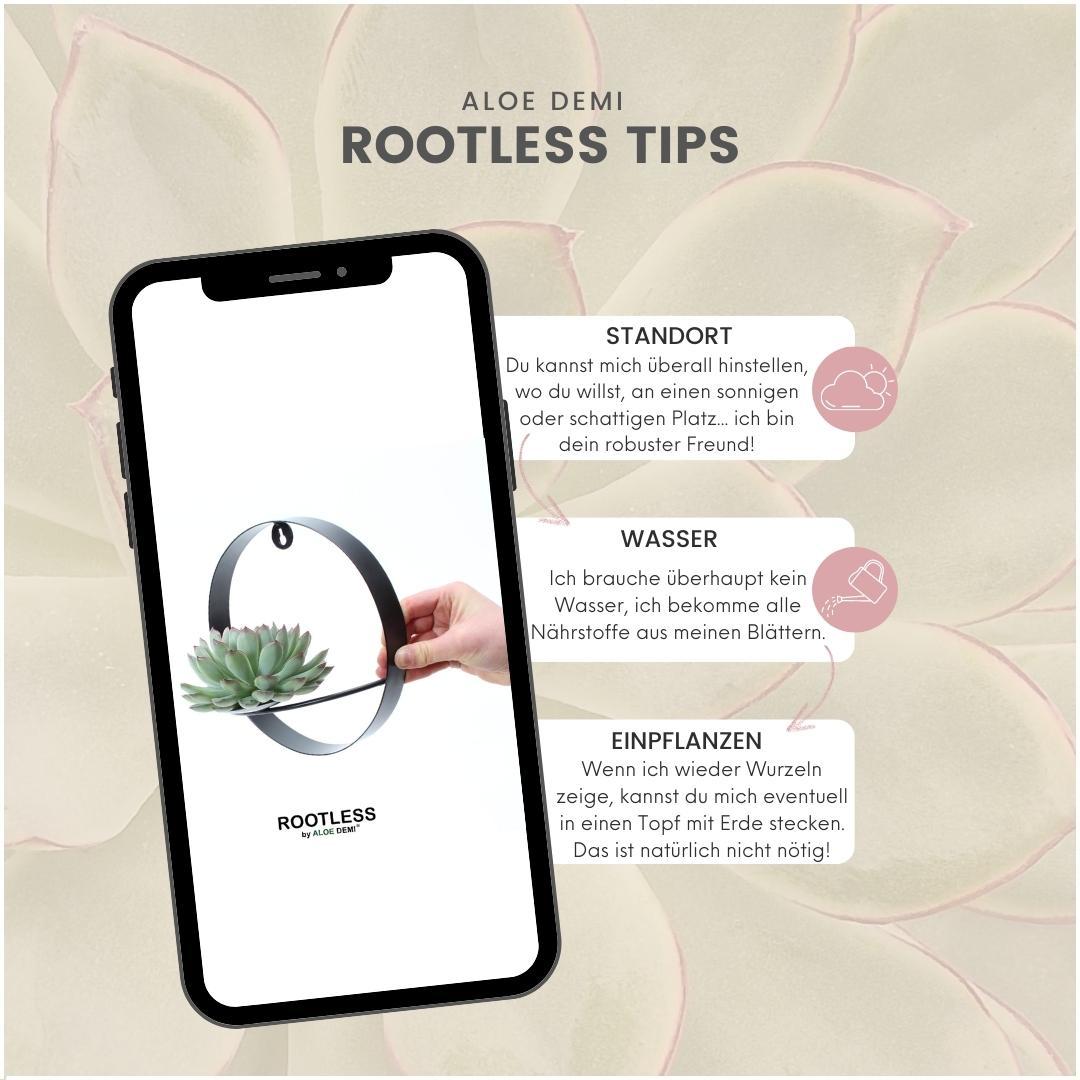 Echeveria pulidonis zonder wortels op muurstandaard, zwart, groene bladeren