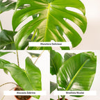 Detailfoto van Monstera Deliciosa