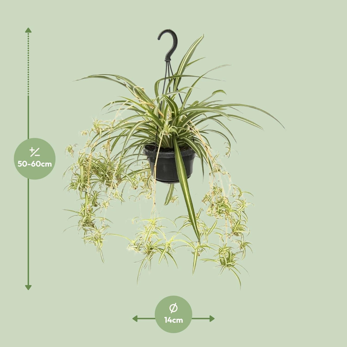 Detailfoto van Chlorophytum Comosum Variegatum
