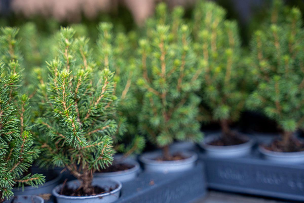 Detailfoto van 3x Mini-kerstboom - Picea Glauca Perfecta