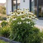 Zonnehoed Echinacea purpurea Alba wit