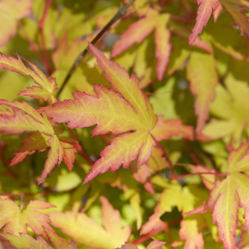 Acer palmatum Sangokaku, 35 cm hoog, sierlijke plant