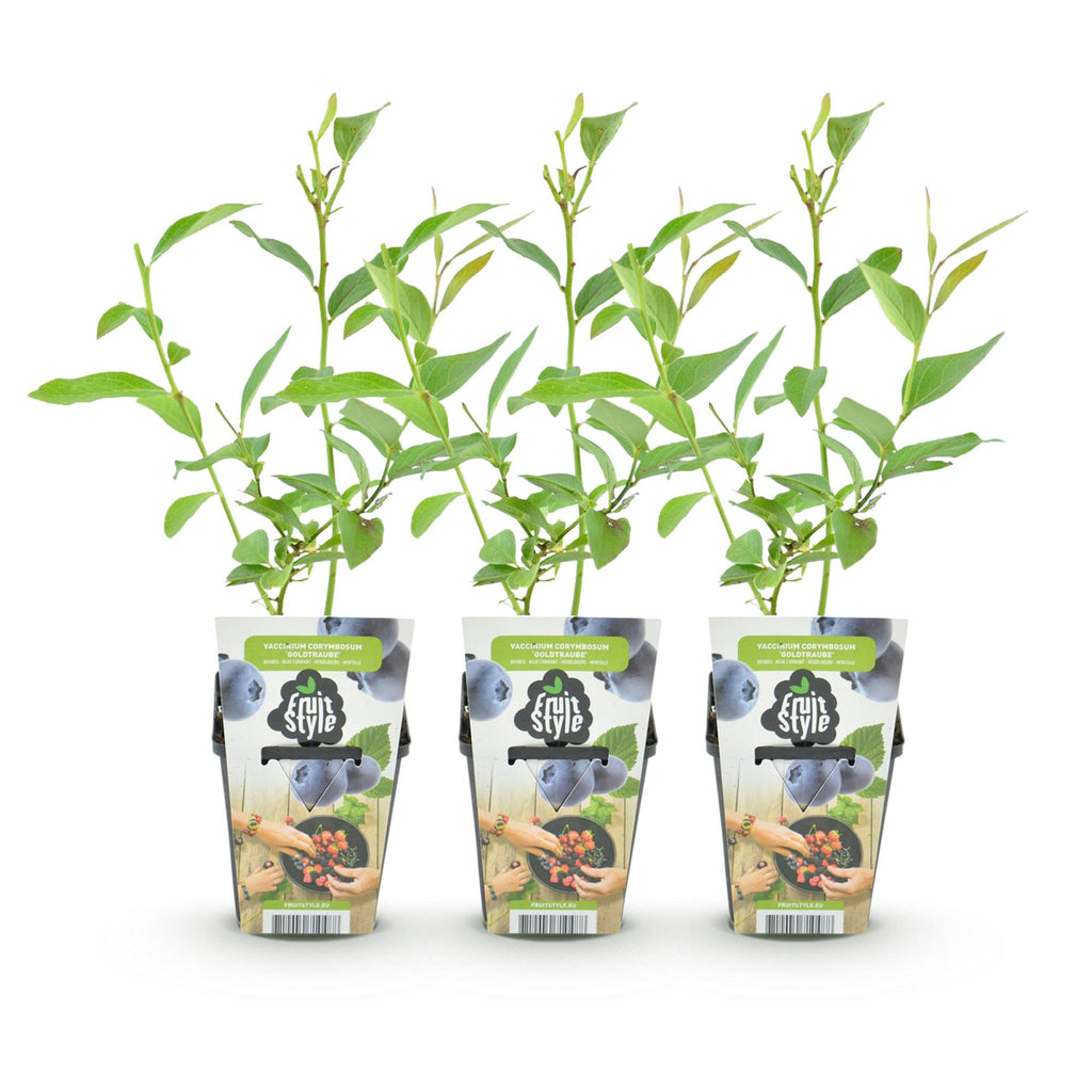 Blauwe bes Vaccinium corymbosum Goldtraube, plant in pot