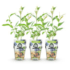 Blauwe bes Vaccinium corymbosum Goldtraube, plant in pot