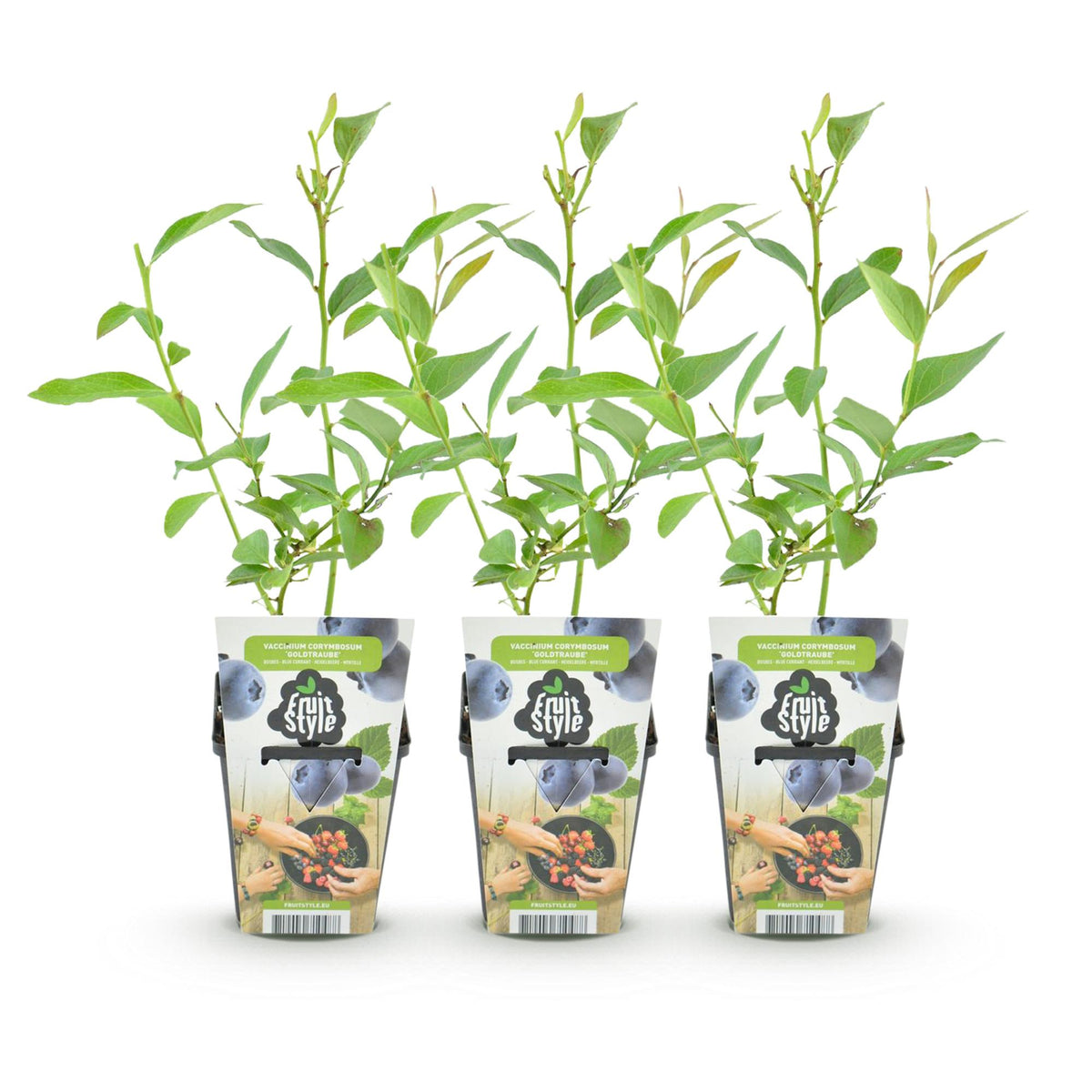 Blauwe bes Vaccinium corymbosum Goldtraube, plant in pot