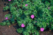 Geranium &