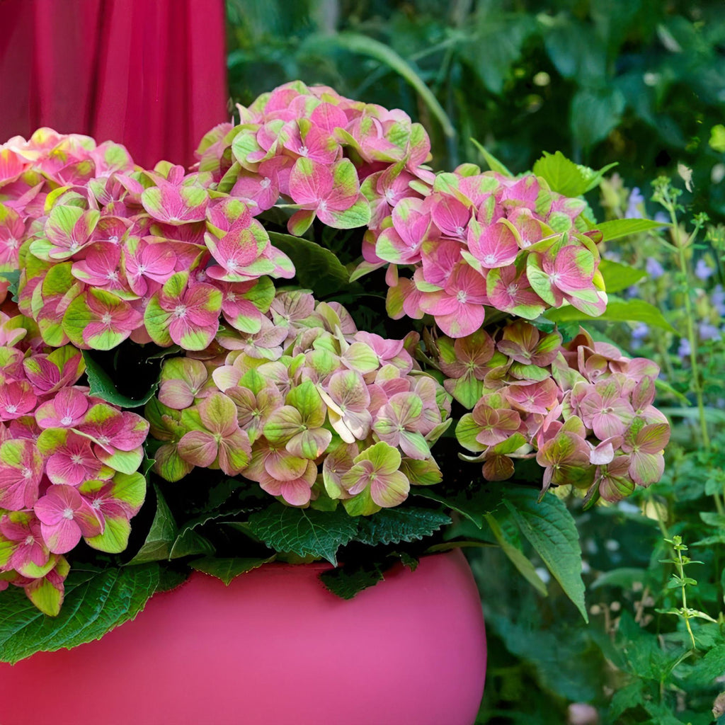 Hortensia Hydrangea Magical Green Fire, plant in pot