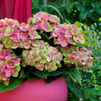 Hortensia Hydrangea Magical Green Fire, plant in pot