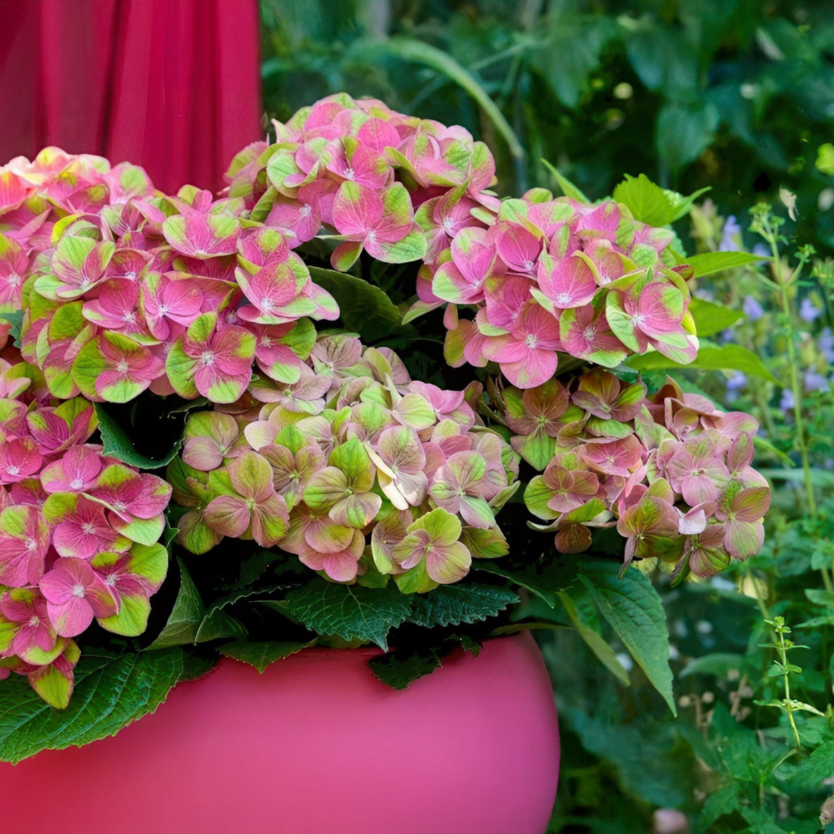 Hortensia Hydrangea Magical Green Fire, plant in pot