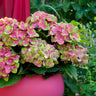 Hortensia Hydrangea Magical Green Fire