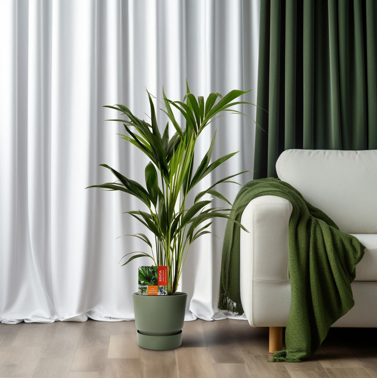 Howea Forsteriana, plant in pot