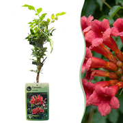 Campsis radicans - trompetklimmer - set van 6