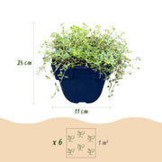 Thymus citr. Sambesi - Citroentijm - Geurend - Geel - 6 Planten