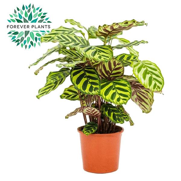 Productfoto van Calathea Makoyana
