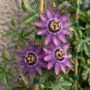 Passiflora &