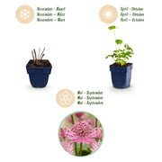 Astrantia major - Sterrenkruid - Schaduw - Wit-Roze - 6 Planten