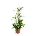 Productafbeelding van Pureplant