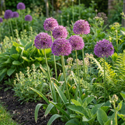 Sierui Allium &