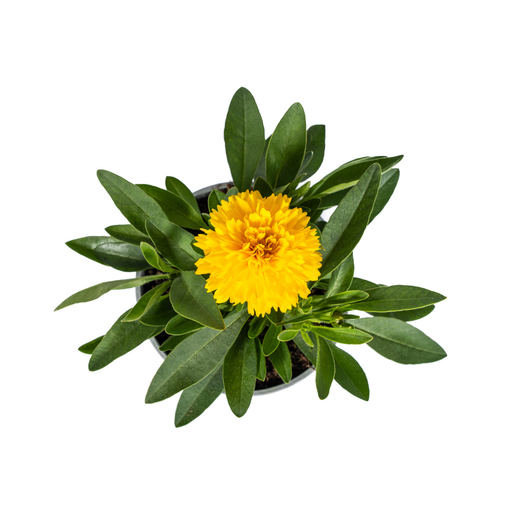 8x Coreopsis Grandiflora, kenmerkend blad