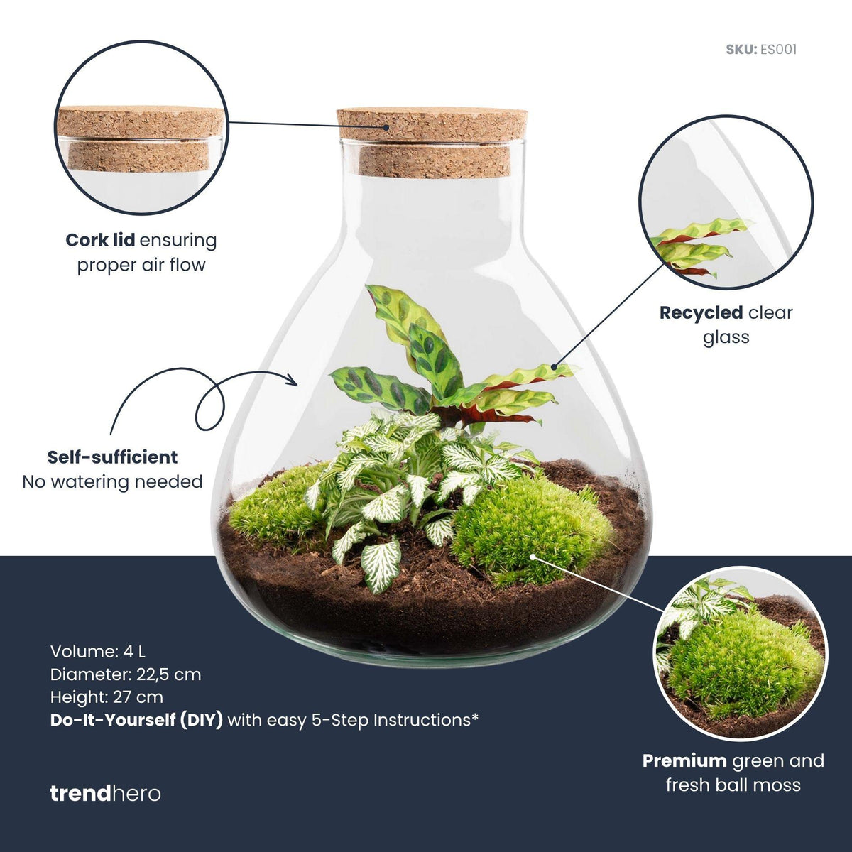 DIY terrarium - Sammie Calathea - Zonder gereedschap, plant in pot