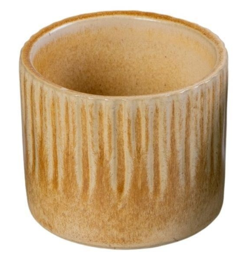 Linnea Honey P6, plant in pot