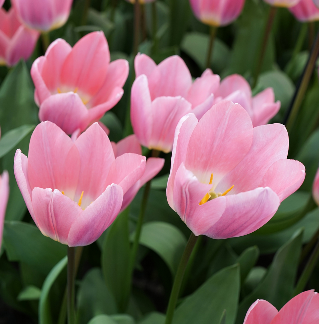Tulpenbollen Light and Dreamy – 20 Stuks Maat 11/12, detail van het blad