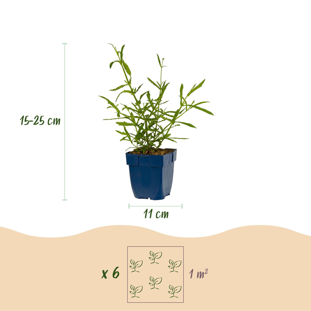 Ijzerhard bonariensis Lollipop, met paarse bloemen, plant voor tuin en border
