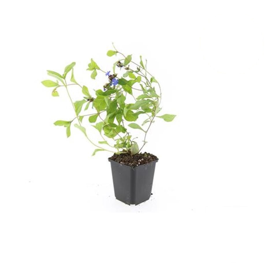 Ceratostigma plumbaginoides, groeiwijze van de plant