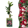 Lonicera periclymenum 'Serotina' - late kamperfoelie, plant in pot