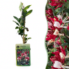 Lonicera periclymenum 'Serotina' - late kamperfoelie, plant in pot