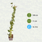 Hedera hibernica, gestokte klimop, 80-100 cm, sierlijke plant