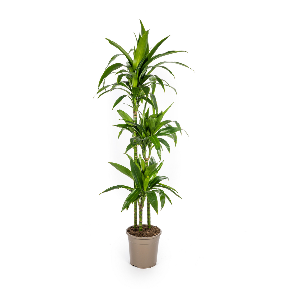 Dracaena Deremensis Lisa, plant in pot